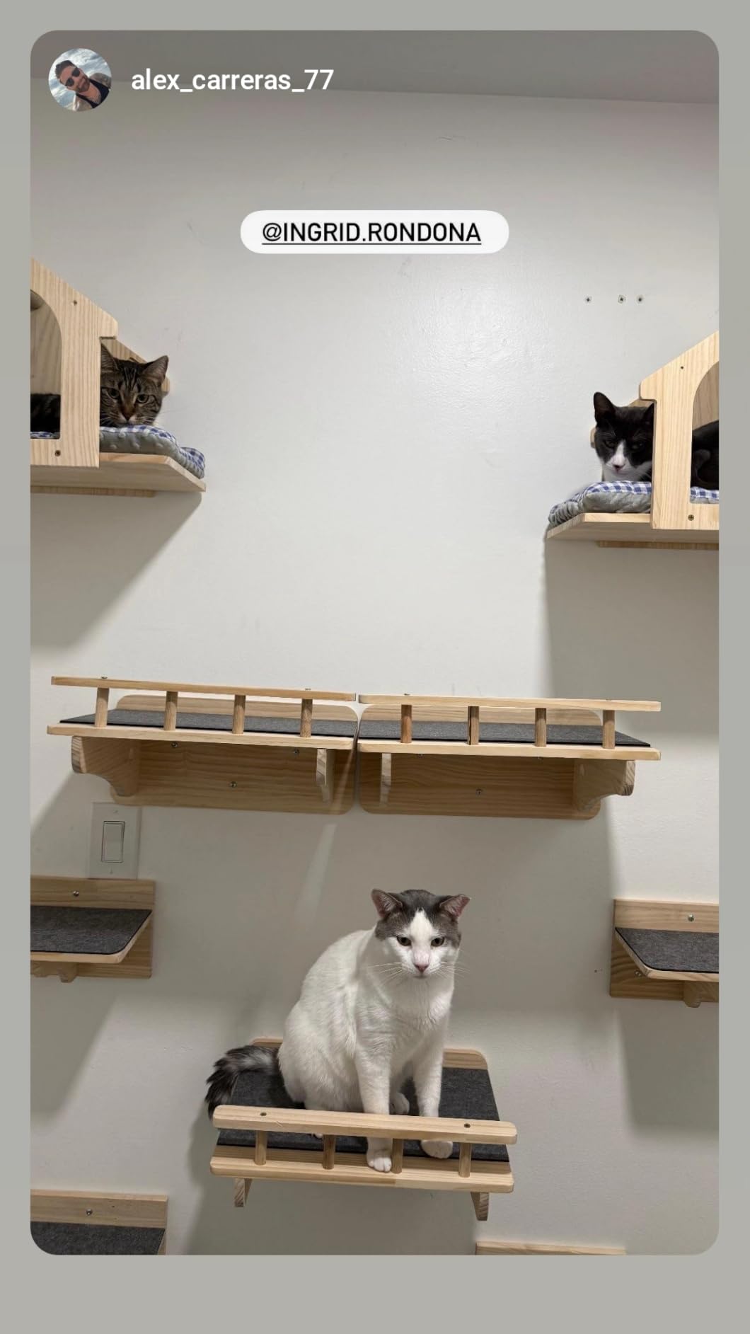 SHENGOCASE Wall Mounted Cat Furniture Set, Natural Wood, 47.2 inch Balcony Perch with Guardrail, 4 Steps, 2 Houses with Cushions customer photo 1