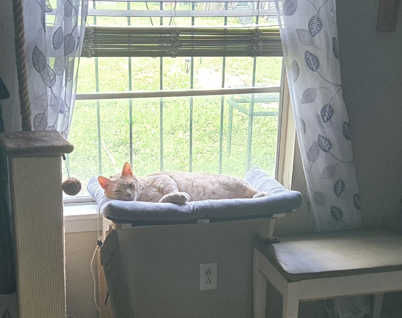 Zakkart Cat Perch for Window Sill with Bolster - Orthopedic Hammock Design with Premium Hardwood & Robust Metal Frame - Cat Window Seat for Large Cats - Natural Color Wood Brown Bed, 26.4''W customer photo 2