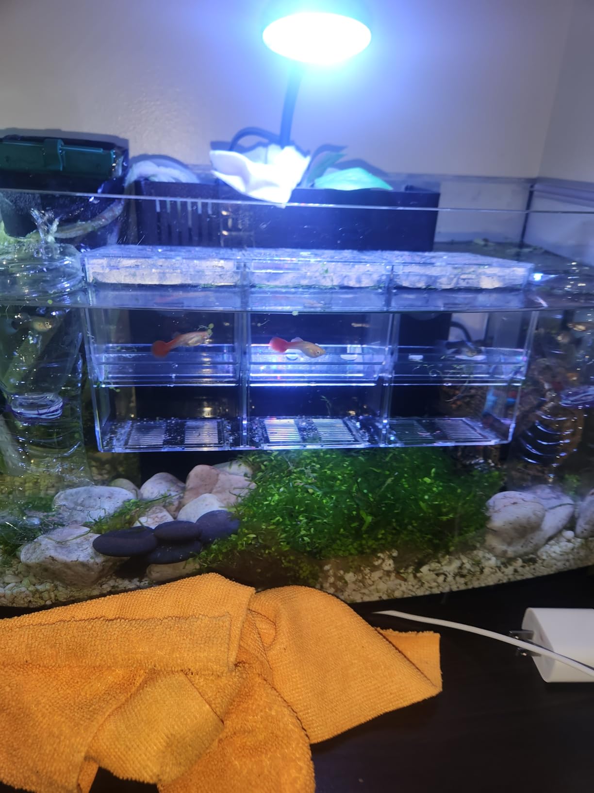 Triple-Chamber Fish Breeder Box for Fish Tank, Guppy Fry Nursery | Isolates bettas or shrimp in your aquarium customer photo 1