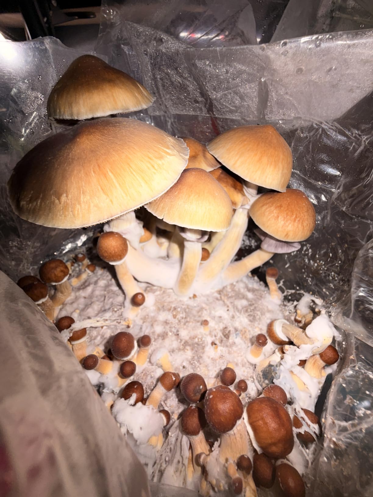 Mushroom Grow Kit - All-in-One 4LB Grow Bag with Self-Healing Port - Fast-Colonizing Universal Substrate for Any Mushroom - Multi-Flush High-Yield - USA Made (Just Add Your Own Culture) customer photo 1
