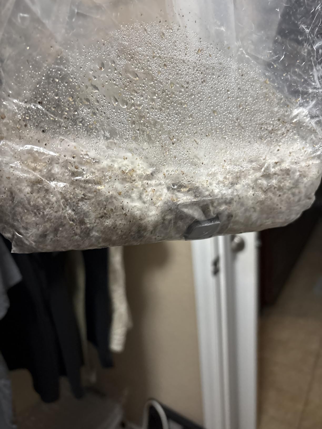 Mushroom Grow Kit - All-in-One 4LB Grow Bag with Self-Healing Port - Fast-Colonizing Universal Substrate for Any Mushroom - Multi-Flush High-Yield - USA Made (Just Add Your Own Culture) customer photo 2