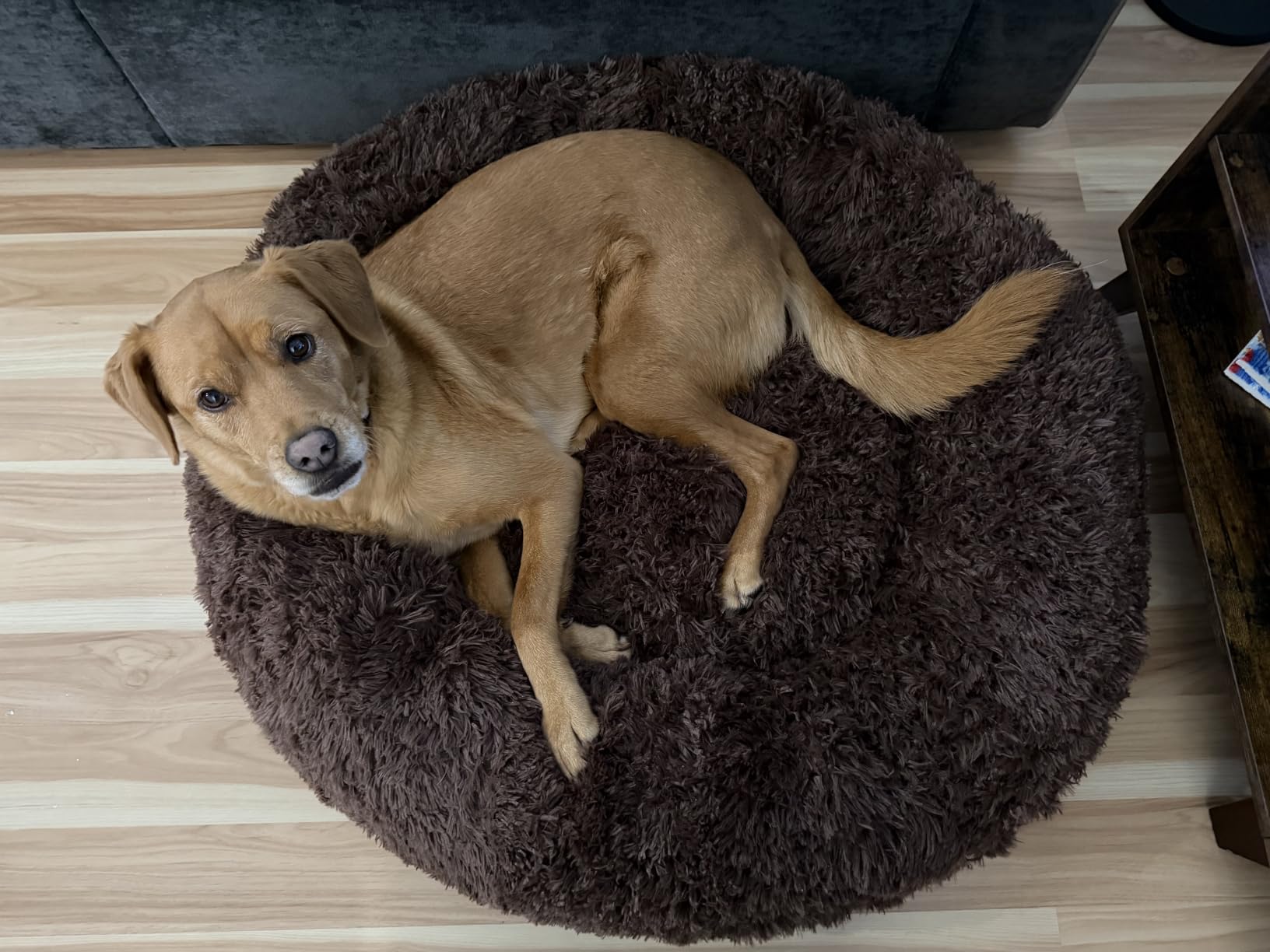 Bedsure SupportMax Calming Dog Beds Large Sized Dog Washable Pet Bed,36in | 420GSM Plush Fluffy Donut Round,Thick Supportive,Removable Cover,Anti-Slip,Anti-Anxiety,for Big Dogs up to 80 Lbs,Dark Grey customer photo 1
