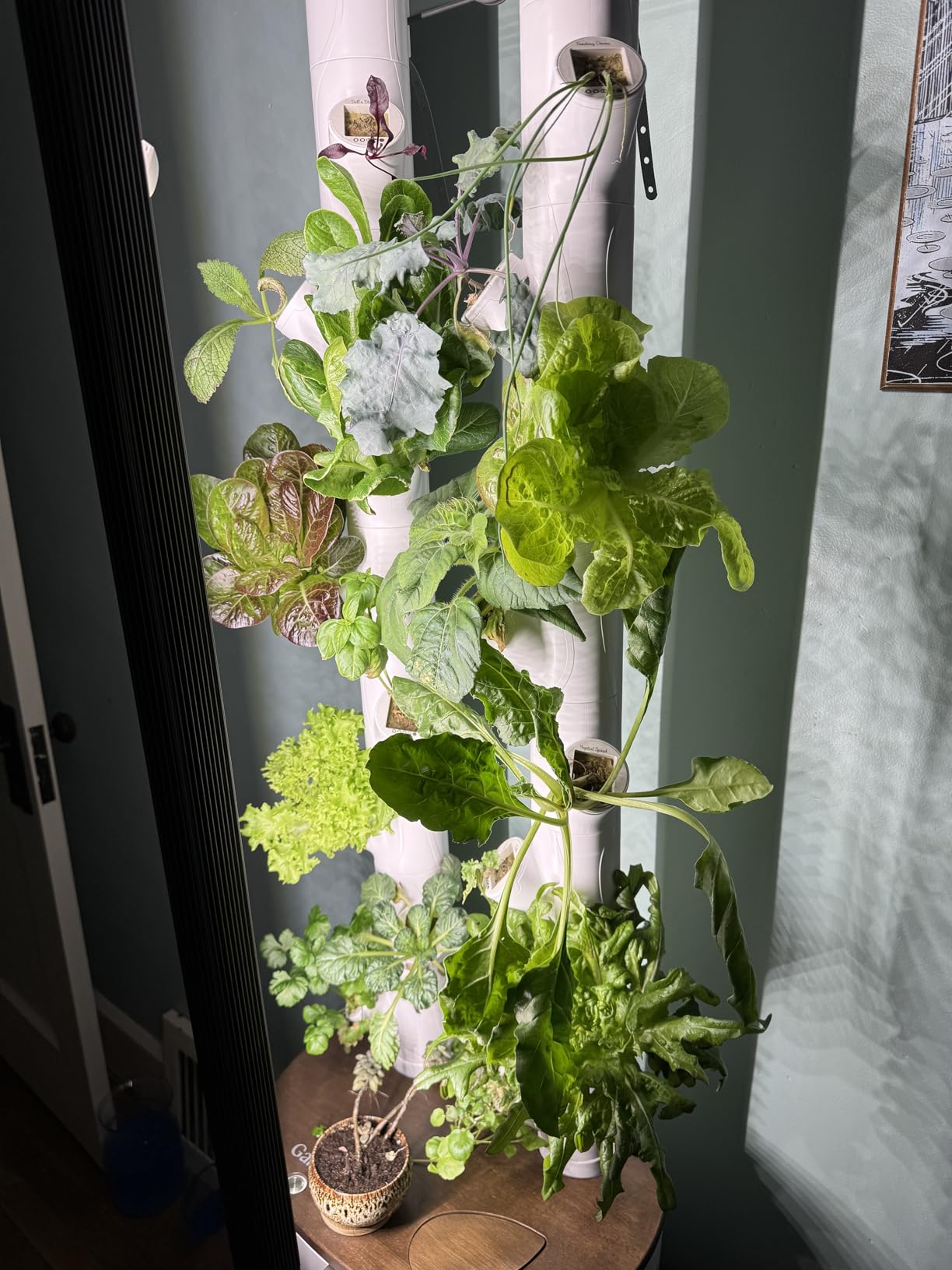 Gardyn Studio 2 Hydroponics Growing System - 16 Plants, Smart Tower | New & improved, non-GMO plants, herbs, vegetables, hydroponic herb garden planter indoor kit with grow lights customer photo 2