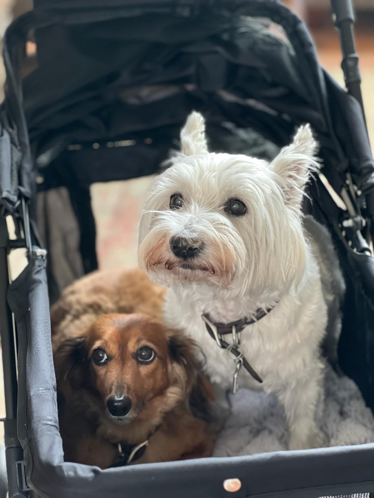 Dog Stroller for Medium Dogs Up to 66 lbs, Fits Select Large Dogs, Pet Stroller for 2 Small Dogs with Adjustable Handle & Canopy, Sun Shades, Storage Organizer, Foldable & Ventilated, Black customer photo 1