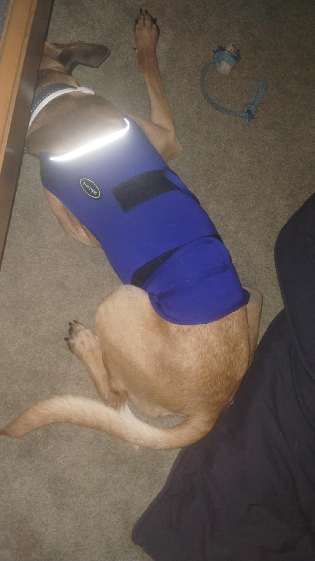 Dog Anxiety Vest - Skin-Friendly Calming Shirt for Thunder, Fireworks, Vet Visits & Separation Anxiety - No Medicine or Training Needed - Suitable for Small, Medium, and Large Dogs customer photo 2