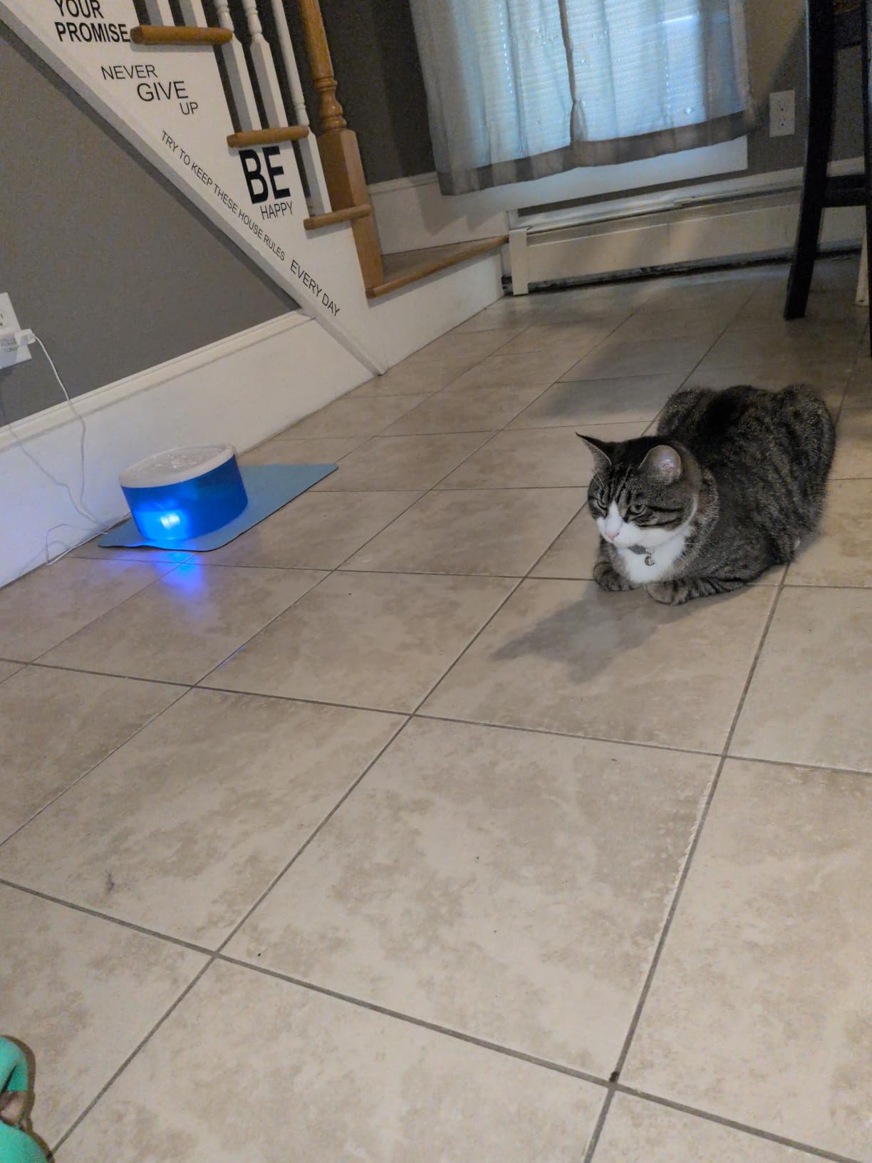 Cat Water Fountain, 2.2L/74oz Cat Fountain - Ultra Quiet Upgraded Automatic Pet Water Fountain with 3 Replaceable Filters, 12oz Pet Outdoor Water Bottle & Cat Drinking Fountain for Small Dogs (Blue) customer photo 2