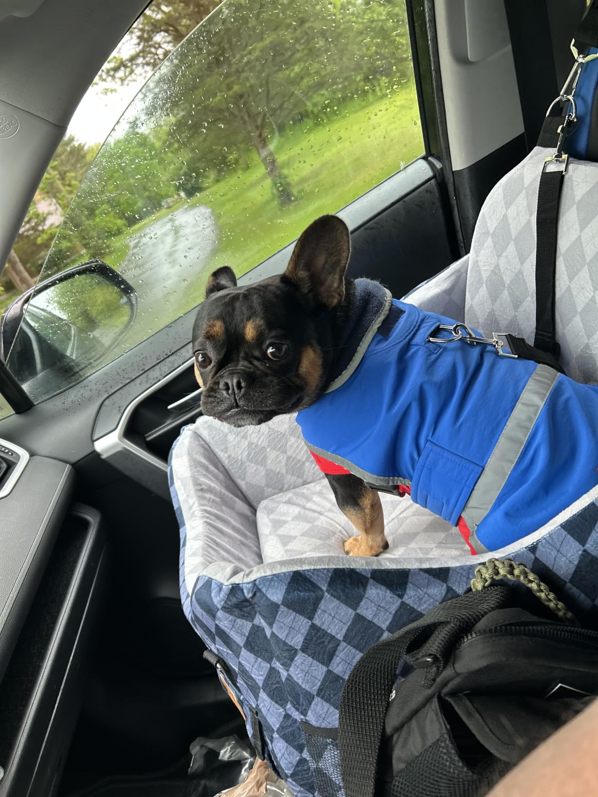 Dog Car Seat for Small/Medium Dogs up to 35lbs, 4-Pocket Storage Memory Foam Dog Booster Seat, Detachable Washable Pet Car Seat with Safety Belt, Outdoor & Indoor Use (Blue/Grey) customer photo 2