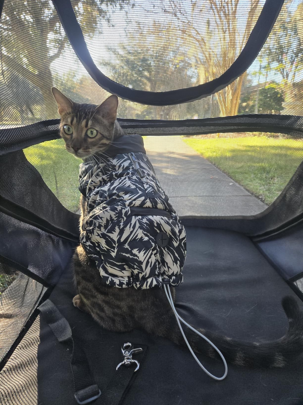 CANINE CANYON All-Terrain Pet Stroller for Large & Medium Dogs | Easy fold, 130 lbs capacity for 2 dogs. Dual entry, 1-foot brake, sunroof & breathable windows for outdoor adventures, Black customer photo 2