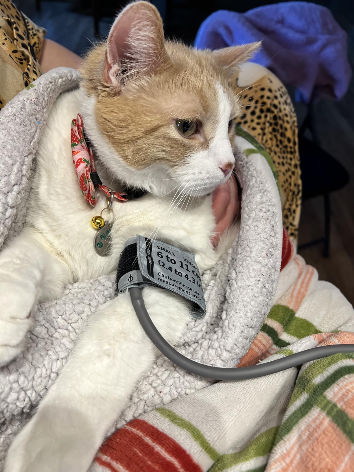 Veterinary Blood Pressure Monitor for Small Animals with 3 Cuff | Pet Hypertension Monitor Automatic Digital BP Machine for Dog, Cat, Home Veterinary Use, 100 Groups Data Memory customer photo 2
