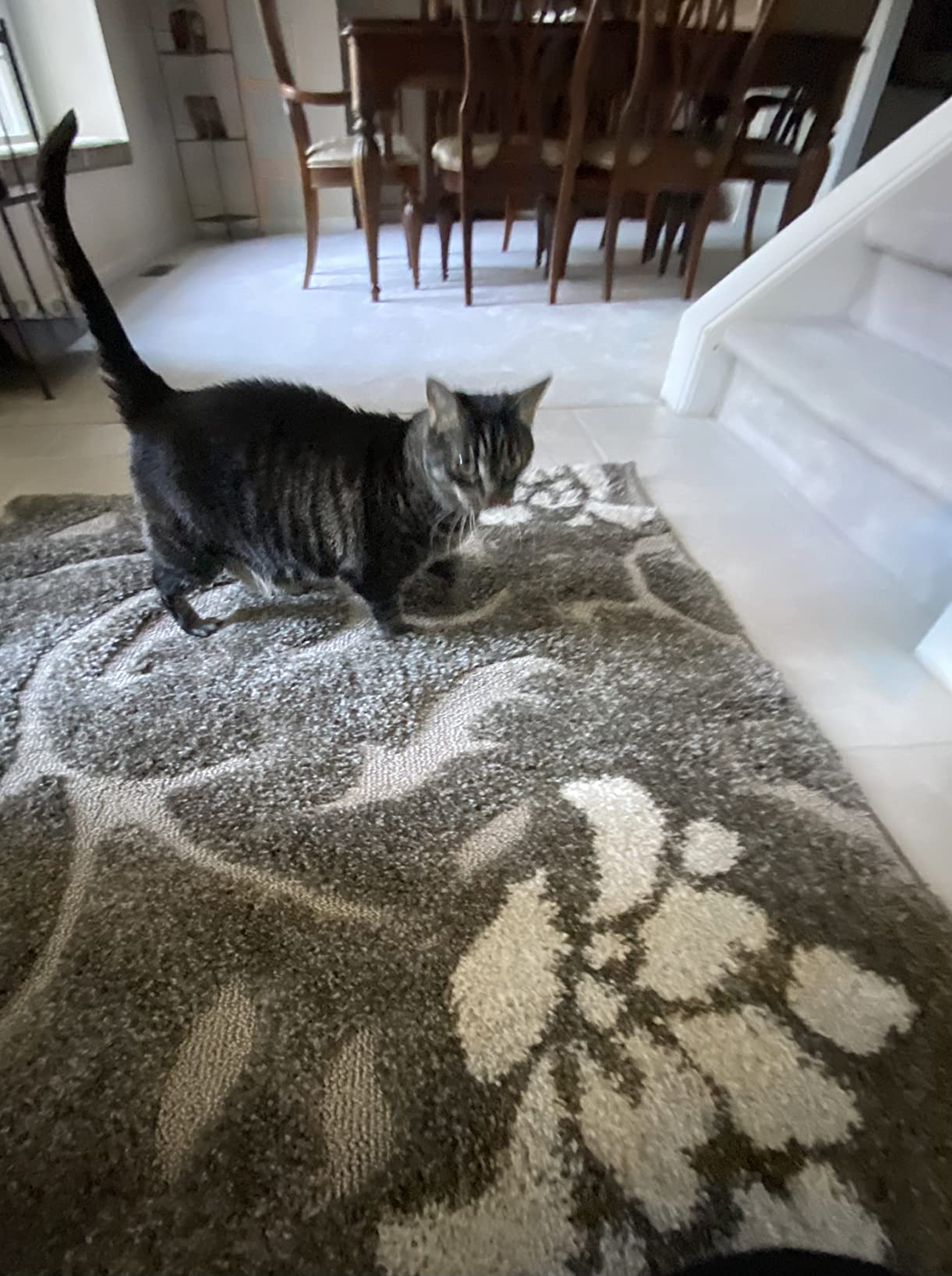 SAFAVIEH Area Rug 9x12 - Florida Shag Collection - Large - Smoke & Beige, Floral Design, Non-Shedding & Easy to Clean, High-Low Plush Pile, Ideal for Living Room, Bedroom, Dining Space (SG464-7913) customer photo 2