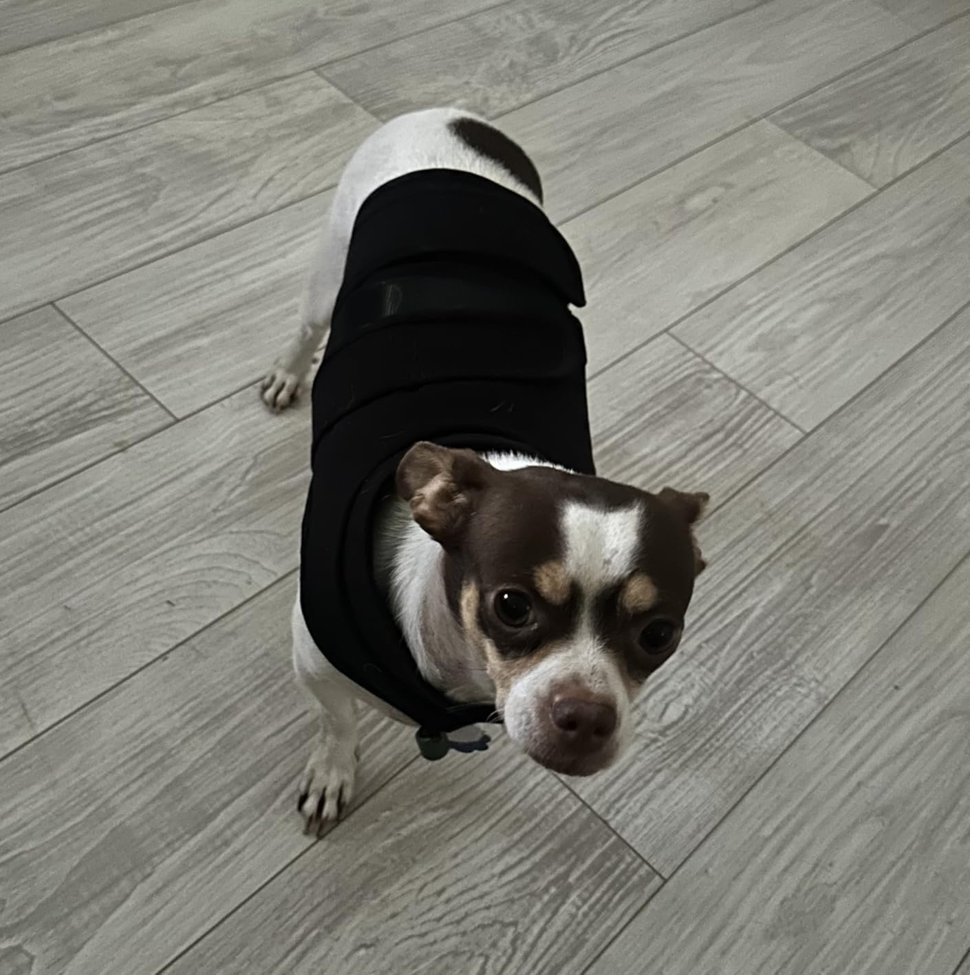 Kuoser Dog Anxiety Vest for Dogs, Calming Dog Jacket for Anxiety Relief, Adjustable Anxiety Wrap Shirt for Small Medium Large Dogs, Soothing Pet Vest for Fireworks Loud Noises Vet Visits Travel, XS customer photo 1