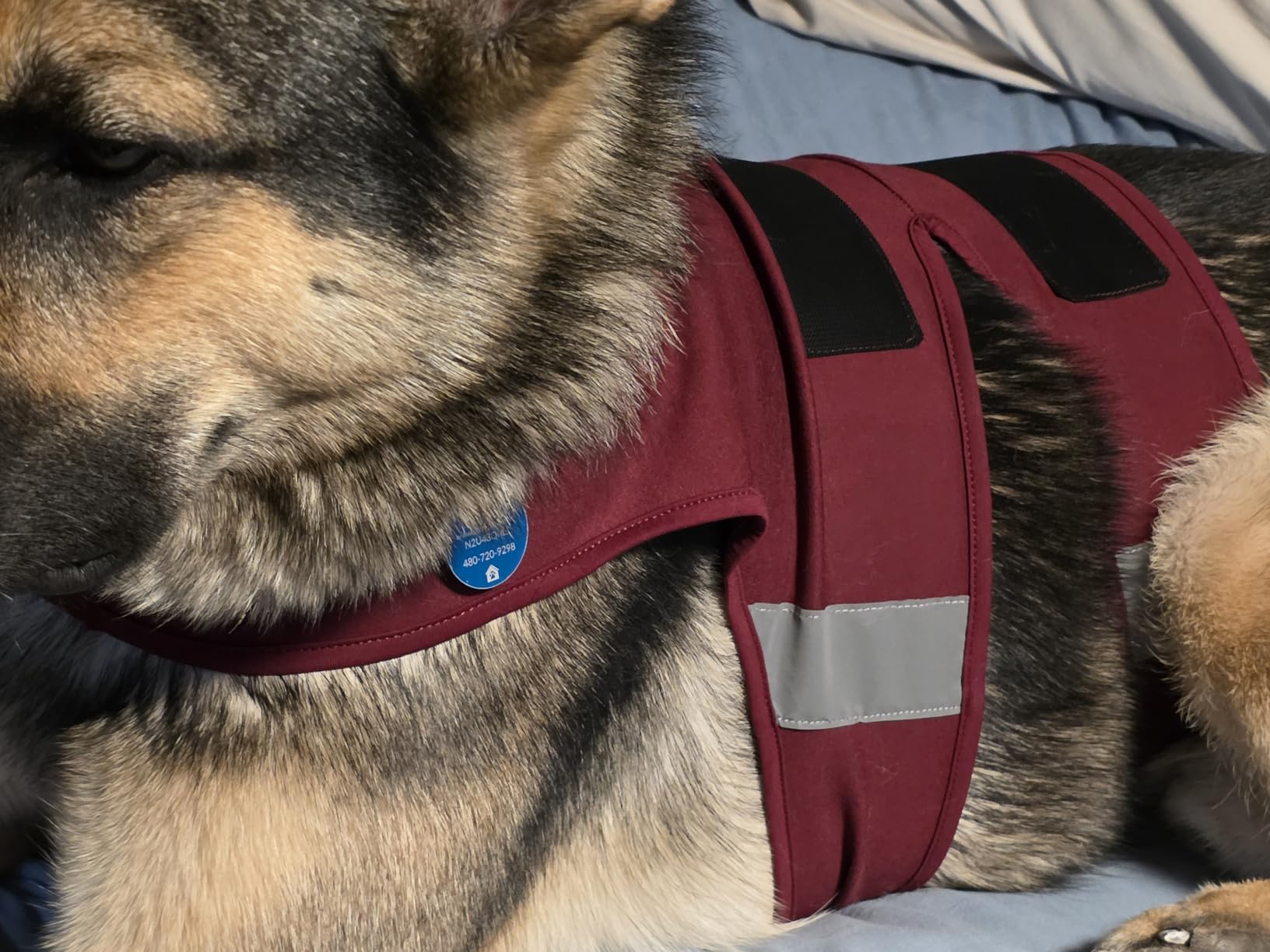 Kuoser Dog Anxiety Vest for Dogs, Calming Dog Jacket for Anxiety Relief, Adjustable Anxiety Wrap Shirt for Small Medium Large Dogs, Soothing Pet Vest for Fireworks Loud Noises Vet Visits Travel, XS customer photo 2