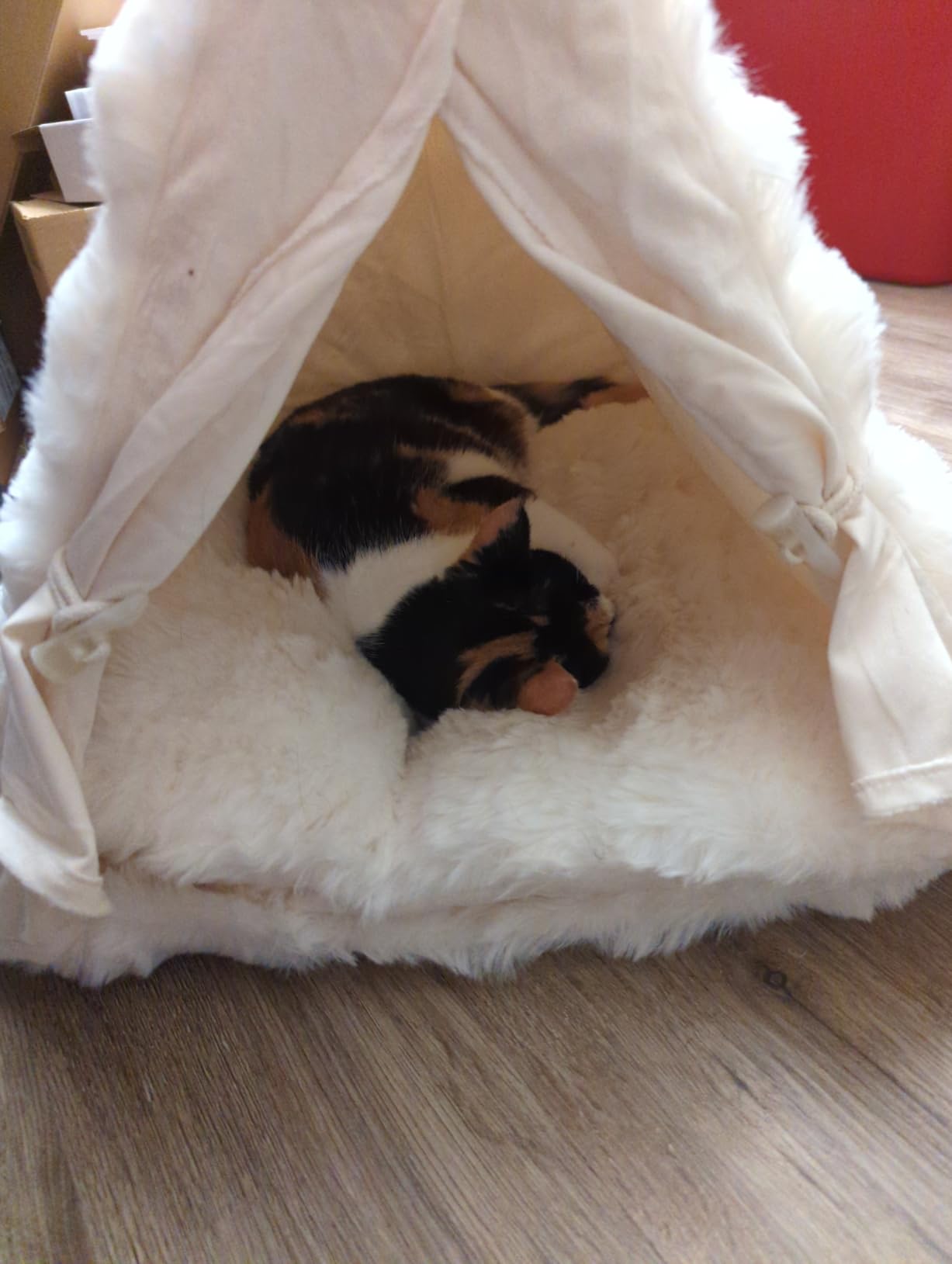 FUKUMARU Cat Cave Bed, Sturdy Frame Washable Cat Tent Bed with Curtain | Semi-Enclosed Cat Hideaway for Anxious Cats, Large Cozy Cat House for Indoor Cats, Soft Plush Covered Dog Bed, Cream customer photo 1