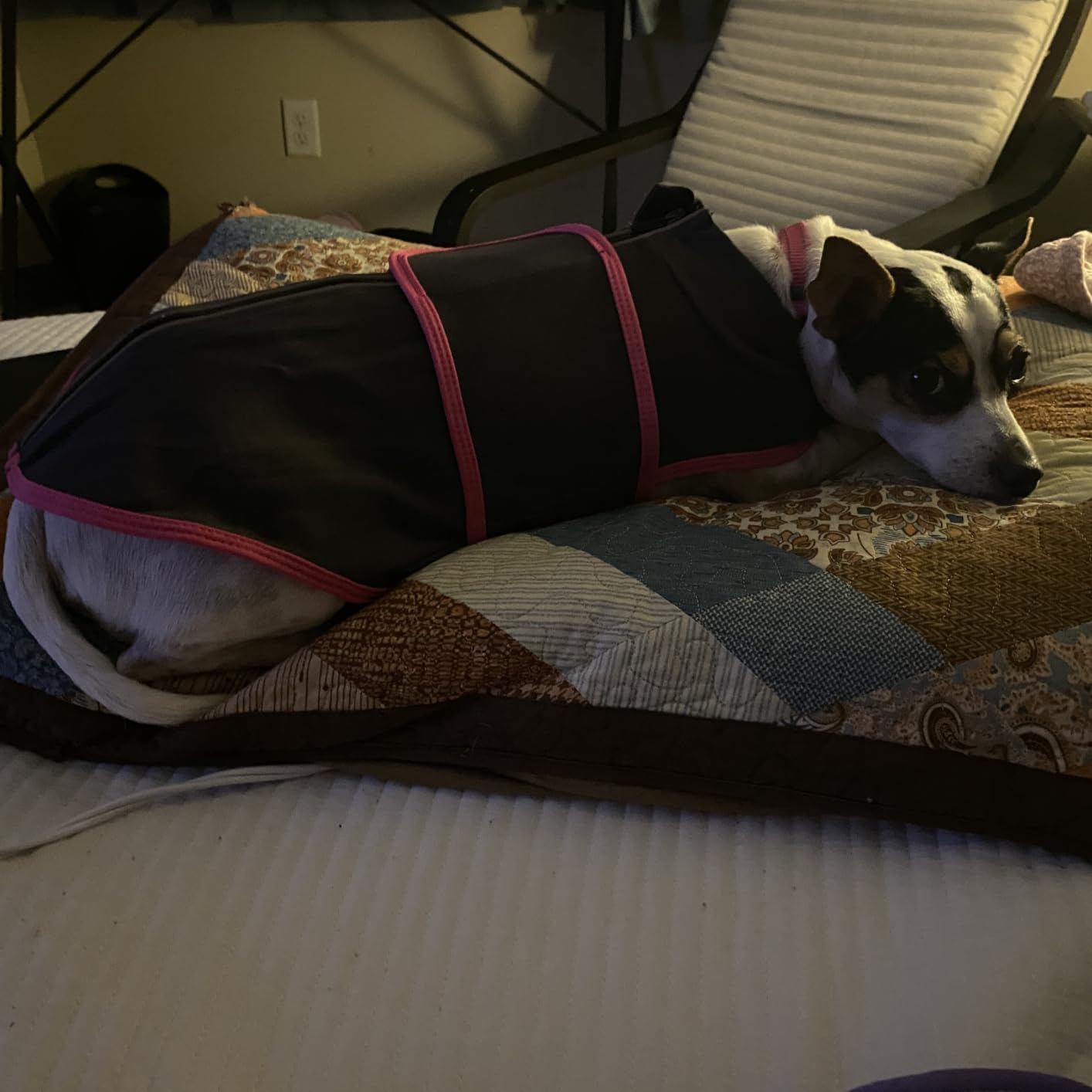 Nanaki Snug Anxiety Compression Shirt for Dogs from Storms & Fireworks | Gentle pressure,Reflective strip,Adjustable,Peaceful sleep & grooming,Ease separation anxiety,for storm,fireworks,loud noise customer photo 1