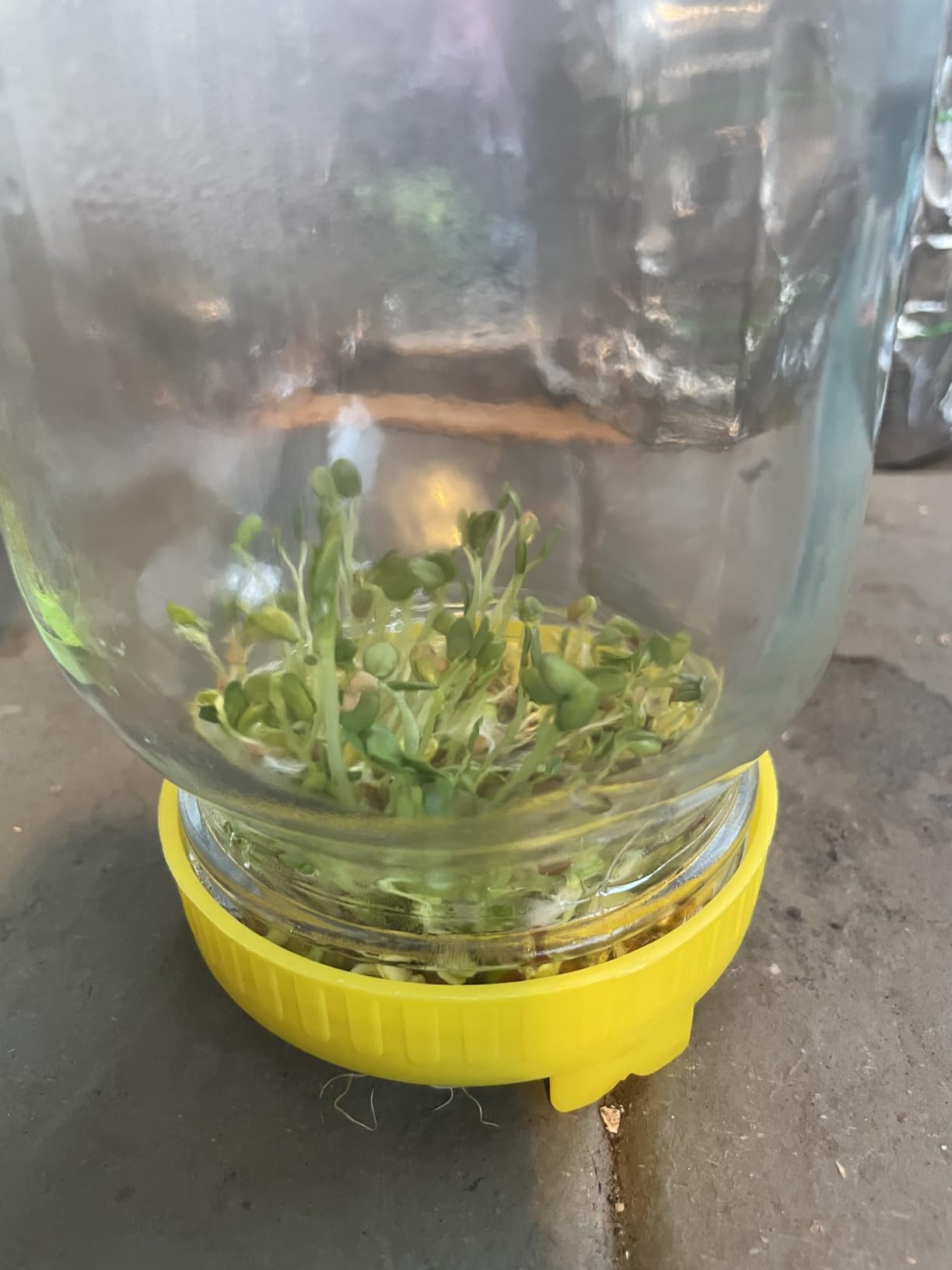 Seed Sprouting Kit, 2 Wide Mouth Mason Jars with Sprout Lids, Green Onion Regrower, Stainless Steel Stand, Drain Tray, Blackout Sleeves & Cleaning Brush, Sprouting Jar Kit for Bean, Broccoli, Alfalfa customer photo 2
