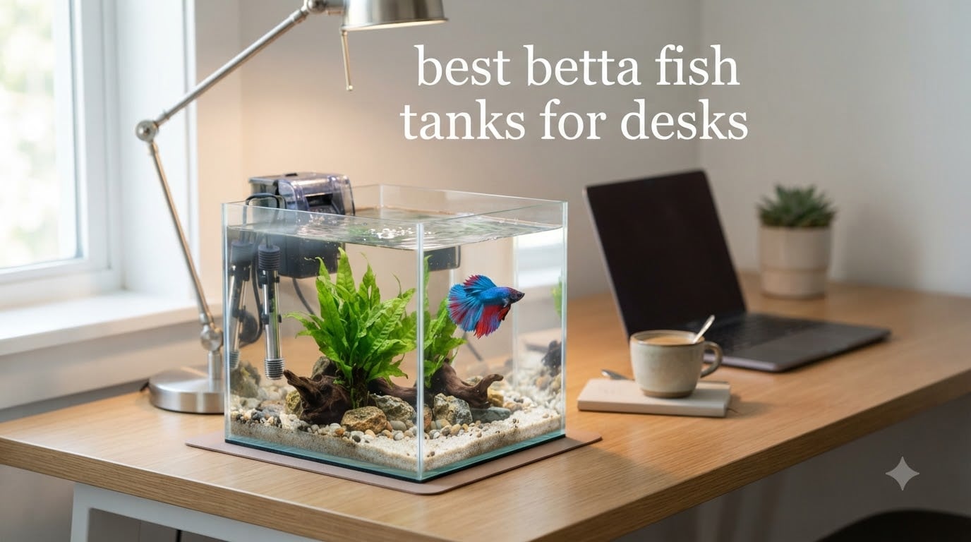best betta fish tanks for desks