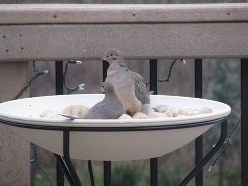 Allied Precision Industries (970) 20-Inch Diameter Heated Bird Bath with Metal Stand - 338348, Light stone color customer photo 1