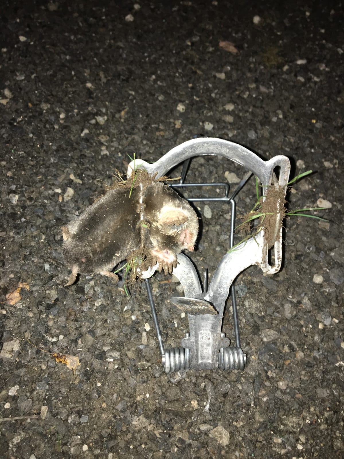 Nash 100 Choker Loop Mole Trap customer photo 2