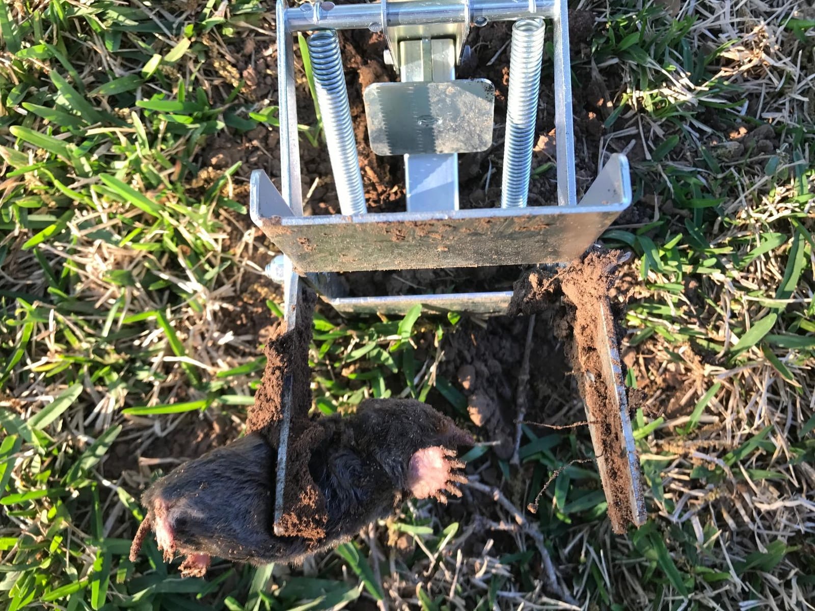 Wire Tek 1001 EasySet Mole Eliminator Trap (1) customer photo 2