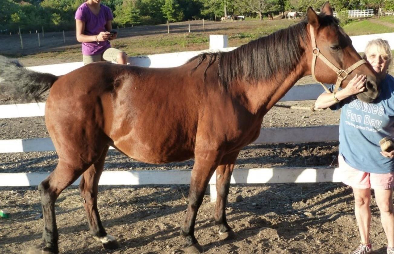 Absorbine Flex+Max Equine Joint Supplement Pellets, 5 lb Bag / 30 Days customer photo 1