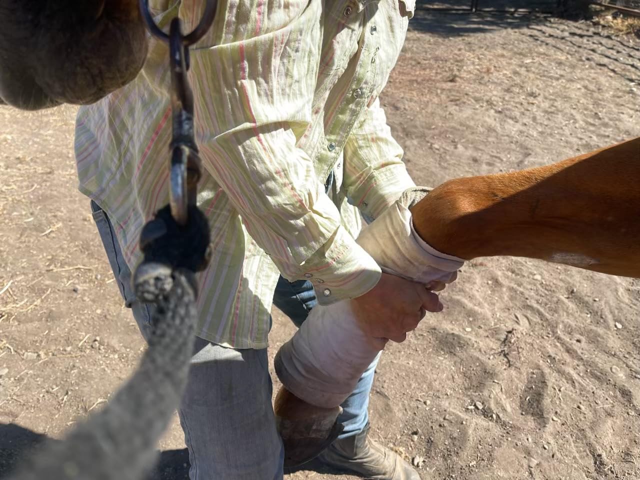 Absorbine Flex+Max Equine Joint Supplement Pellets, 5 lb Bag / 30 Days customer photo 2