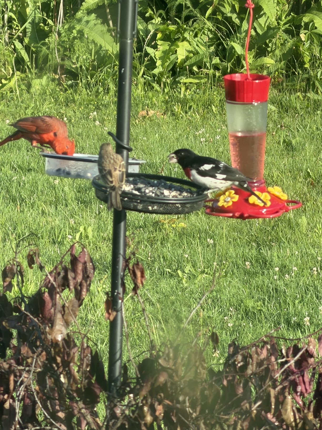 Audubon Park Cardinal Blend Wild Bird Food, Cardinal Bird Seed for Outside Feeders, 4-Pound Bag customer photo 2