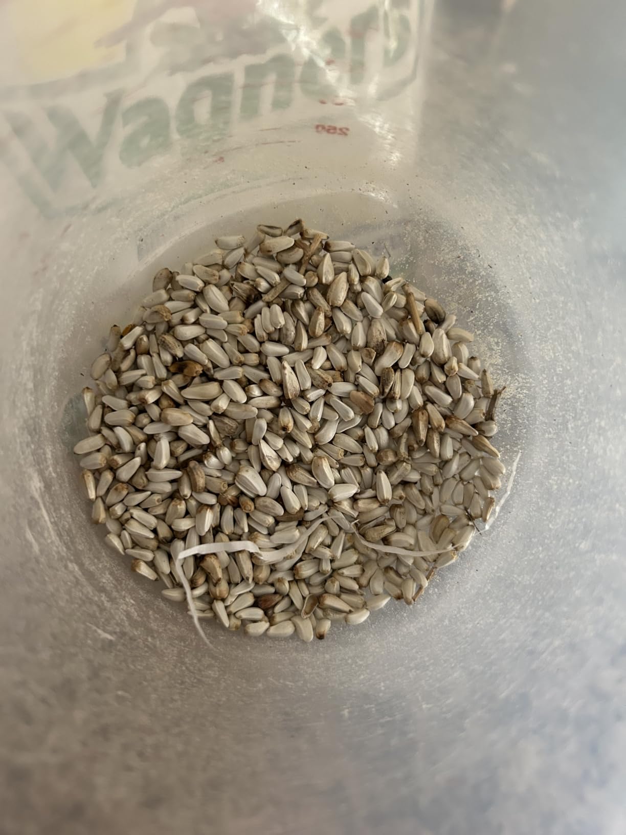 Wagner's 57075 Safflower Seed Wild Bird Food, 5 Pound (Pack of 1) customer photo 1