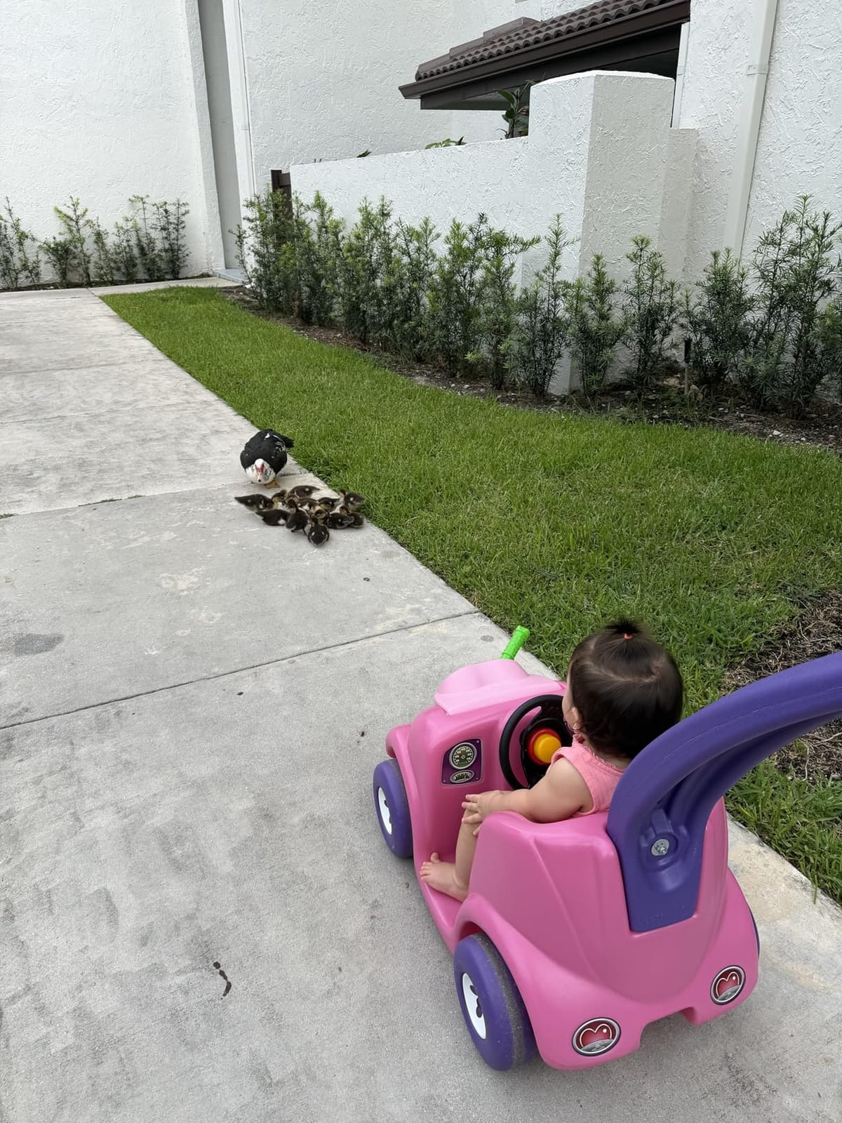 Step2 Push Around Buggy Kids Push Car, Ride On Toy, Stroller Substitute, Includes Seat Belt & Horn, Made of Durable Plastic, Max Weight 50 lbs., For Toddlers 1.5-4 Years Old, Pink customer photo 2