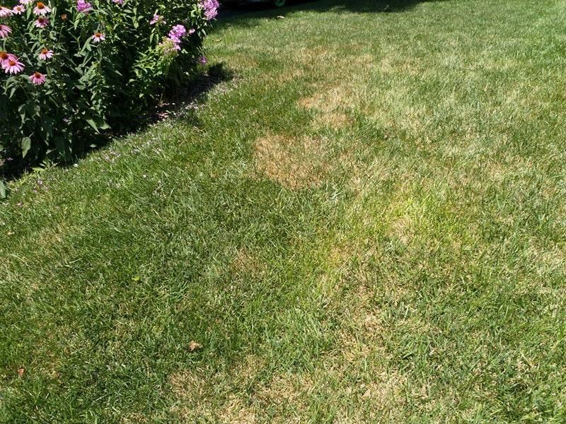 Bayer - Merit 0.5 Granular Systemic Insect Control - 30 Pound Bag customer photo 2