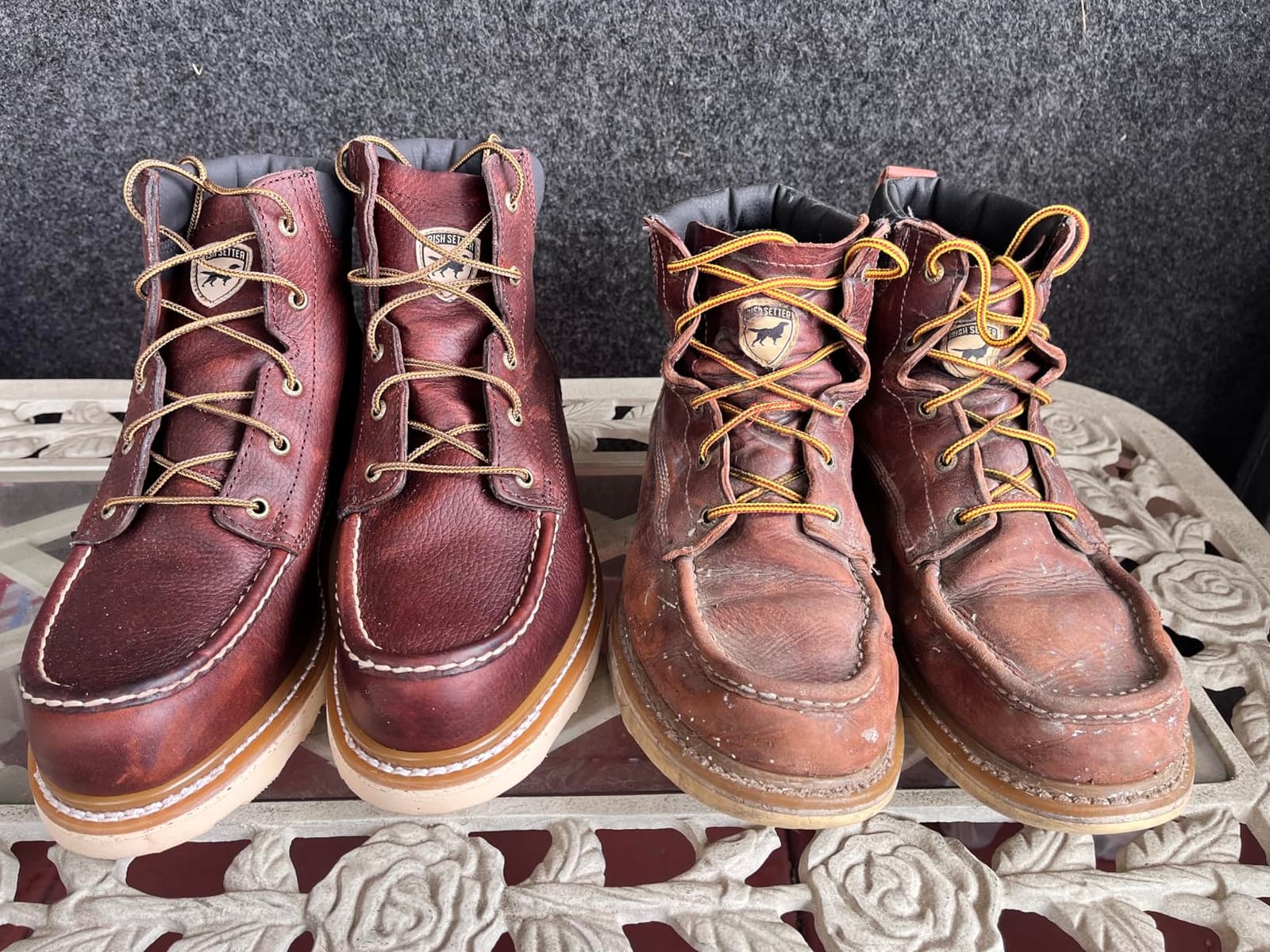 Irish Setter Ashby 6
