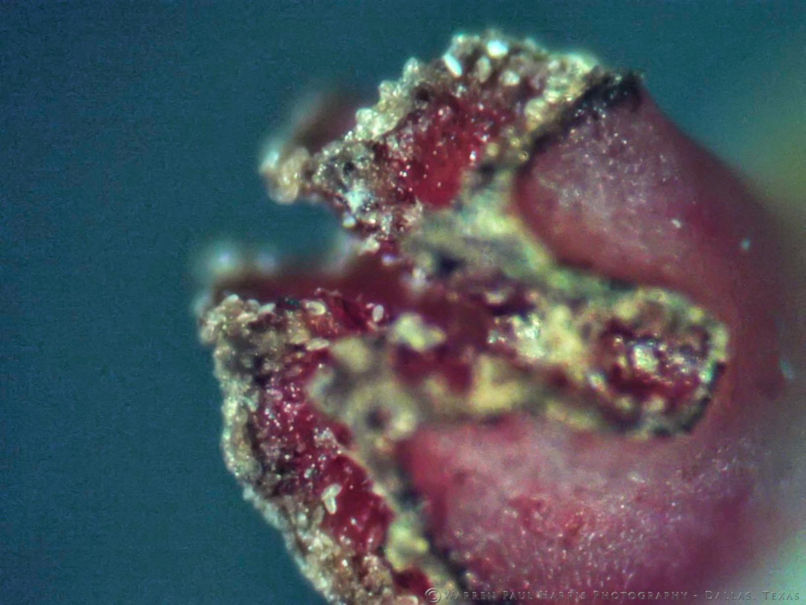 AmScope SE306R-PZ Forward Binocular Stereo Microscope, WF10x and WF20x customer photo 1