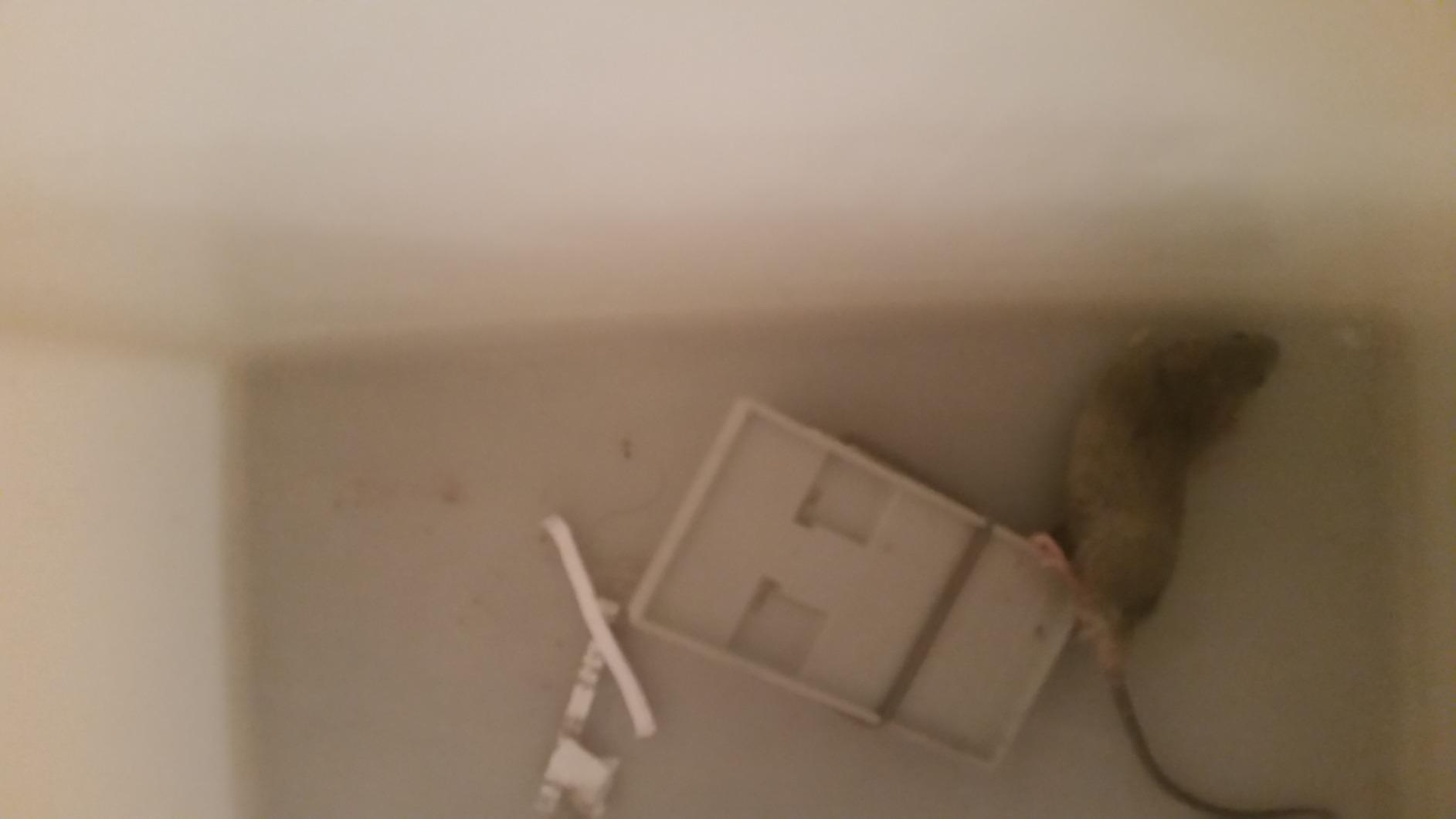 Intruder 30442 The Better Mousetrap, 6-Pack customer photo 1