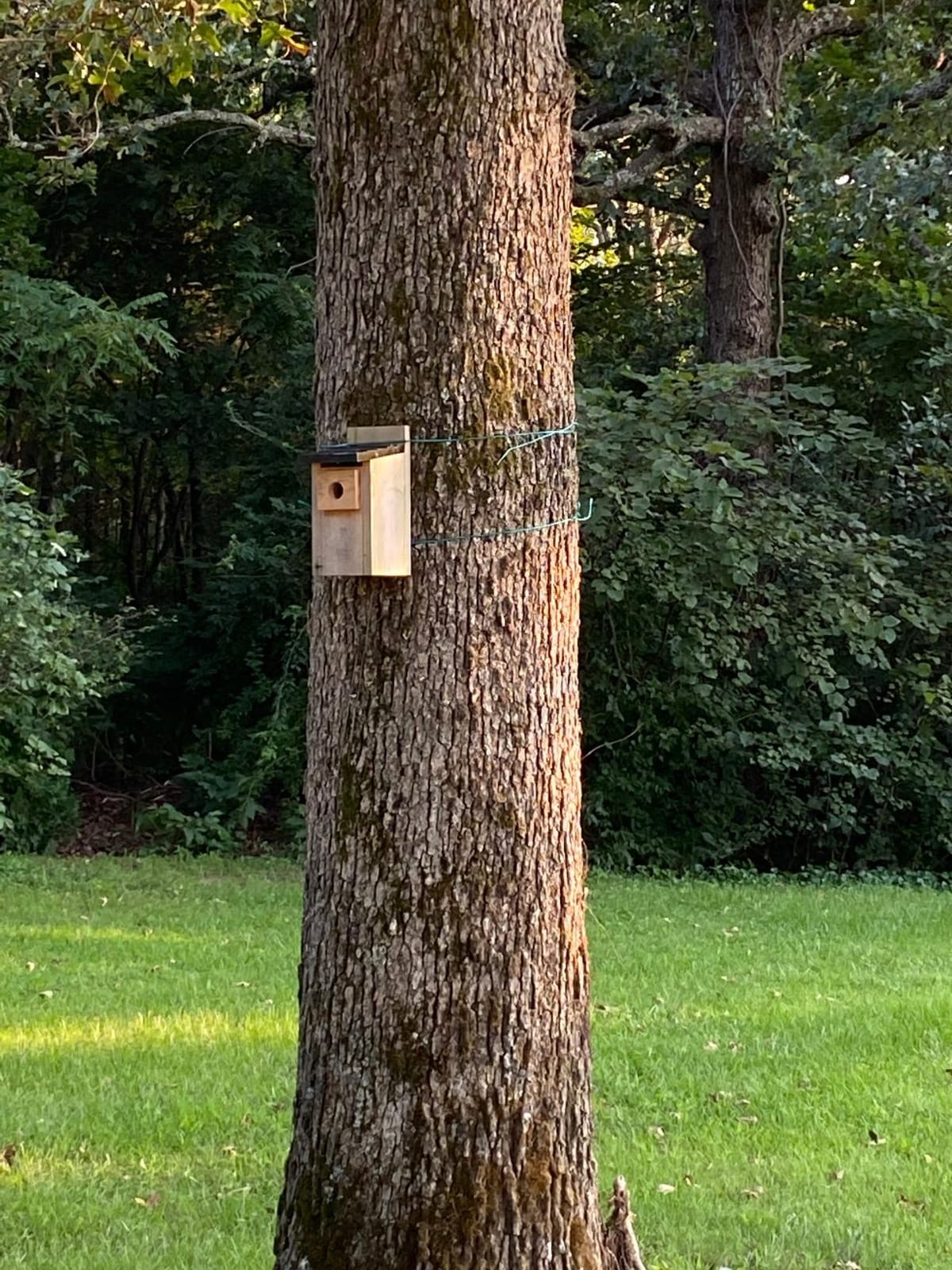 Nature's Way Bird Products CWH3 Cedar Bluebird Box House customer photo 1
