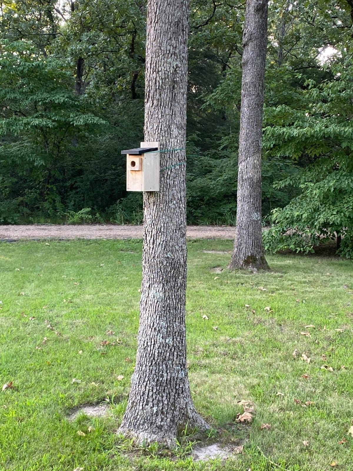 Nature's Way Bird Products CWH3 Cedar Bluebird Box House customer photo 2