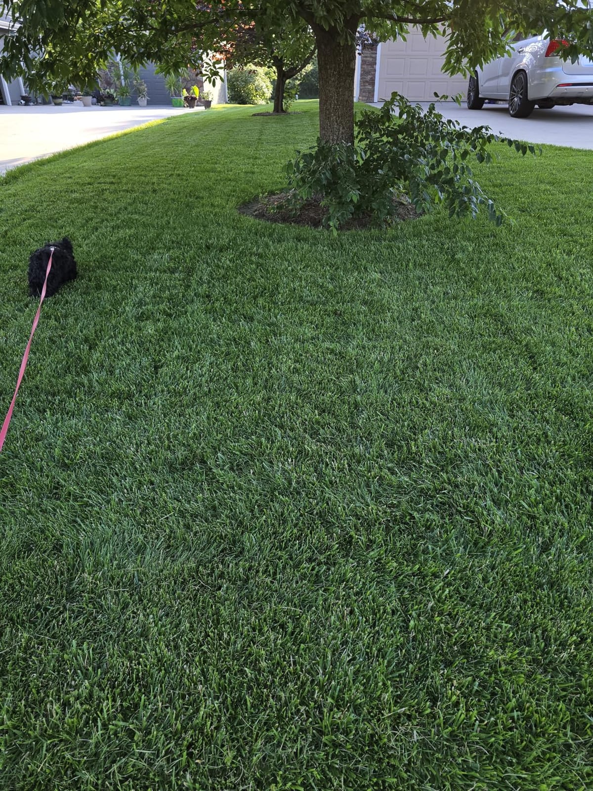 GreenView Crabgrass Control Plus Lawn Food, Crabgrass Preventer, 13.5 lb. customer photo 1