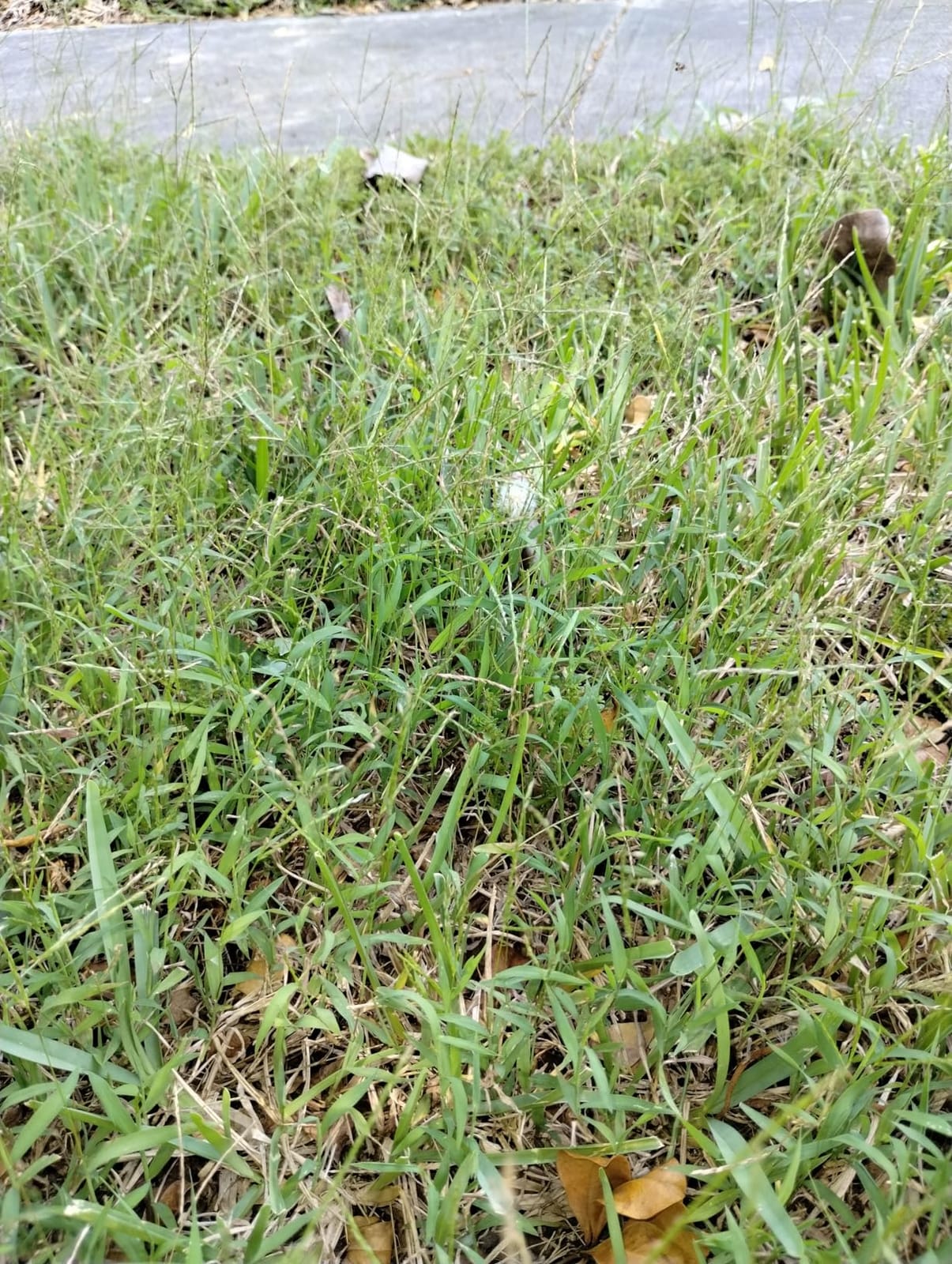 Preen Lawn Crabgrass Control 15 lb. Bag, Covers 5,000 sq. ft. customer photo 2