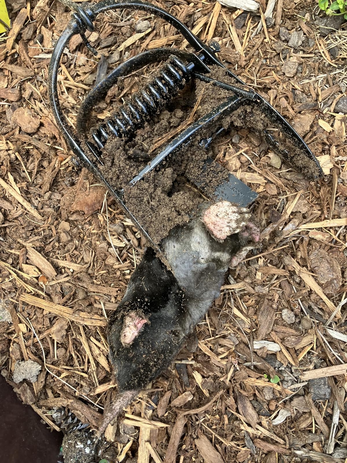 Victor Out O' Sight Mole Trap, Below Ground Rodent Trap, 4 Pack customer photo 2