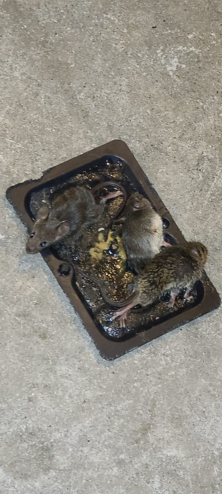 Tomcat Glue Traps Mouse Size with Eugenol for Enhanced Stickiness, 6 Traps customer photo 2