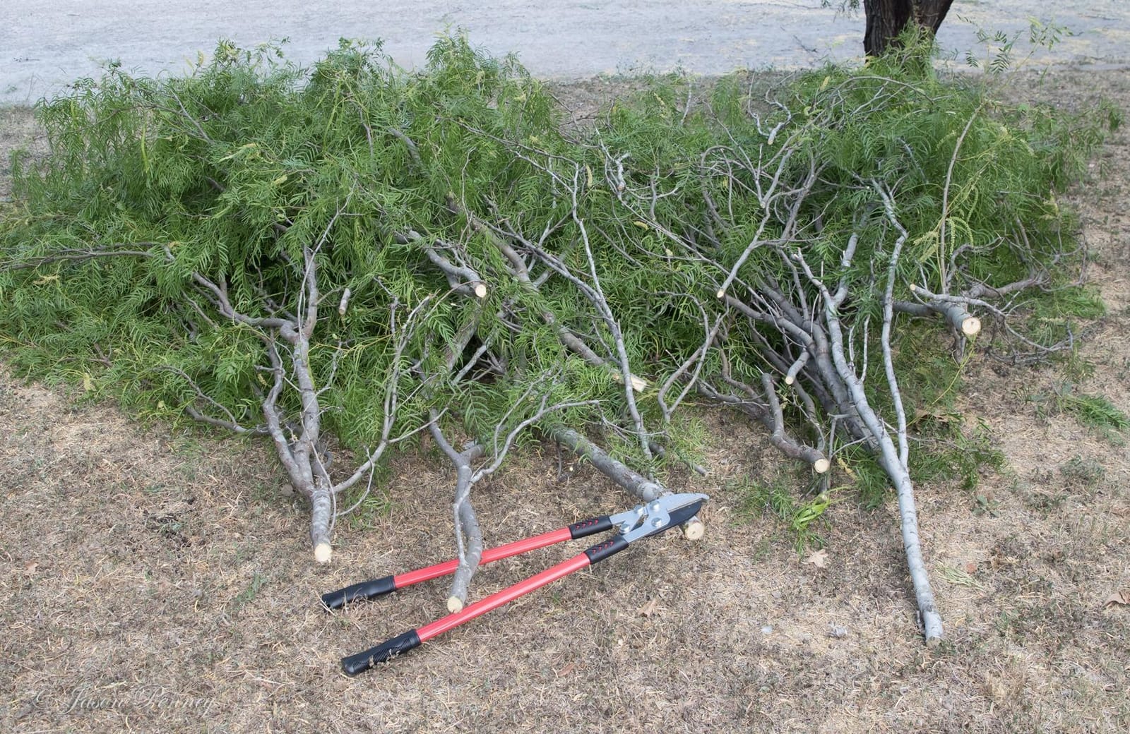 TABOR TOOLS GG12A Anvil Lopper with Compound Action, 30 Inch Tree Trimmer & Branch Cutter, Heavy Duty Tree Pruner with 2 Inch Cut Capacity, Chops Thick Dry Branches with Ease customer photo 2