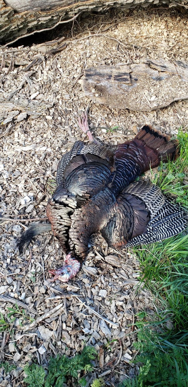 HUNTERS SPECIALTIES HS Strut Lite Flock Jake & Feeding Hen & Upright Hen Turkey Foldable Hollow Relaxed Body Realistic3-Pack Combo Set Decoys customer photo 1