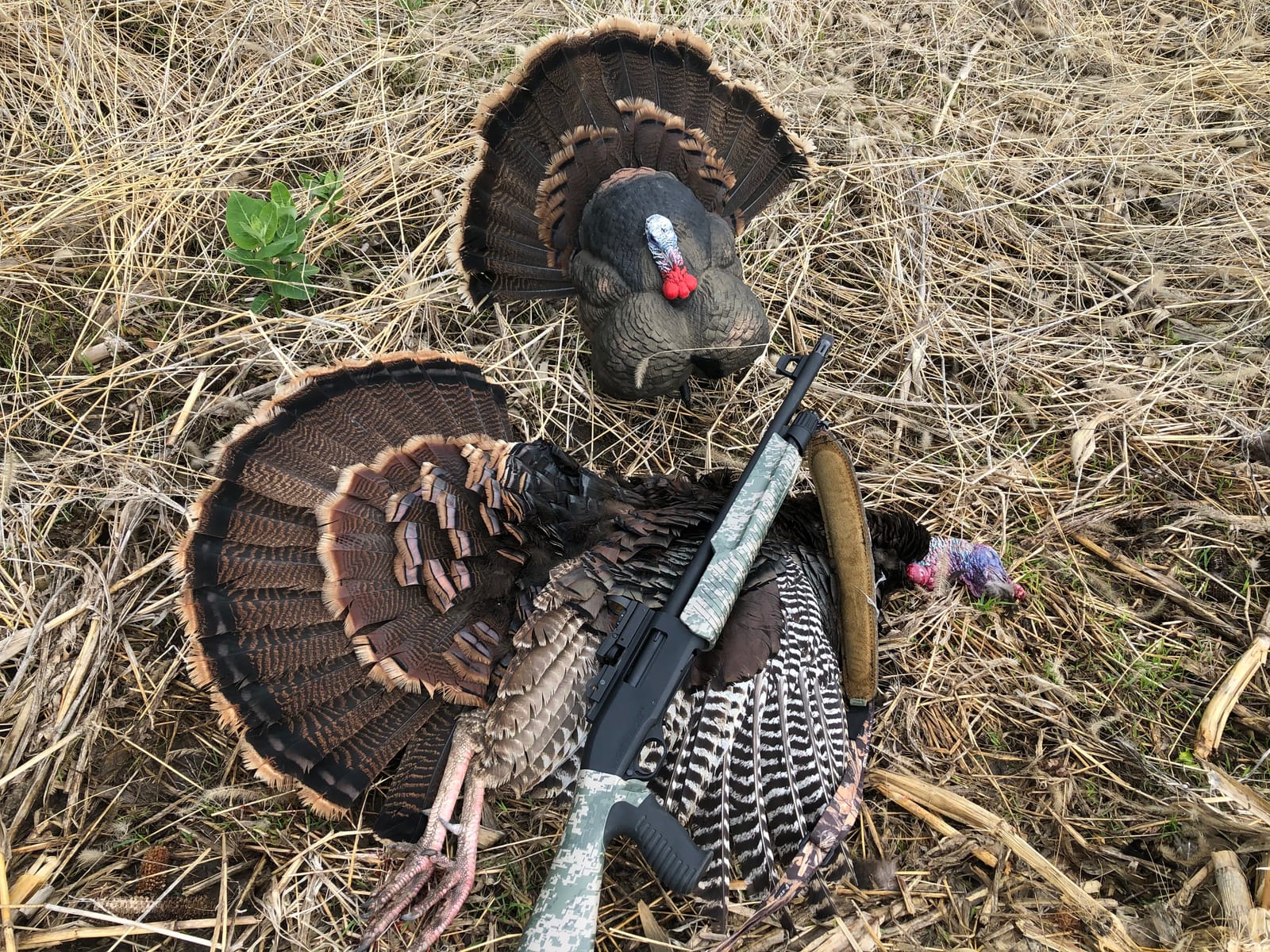 Flextone Hunting Lightweight Ultra Realistic Lifelike Plastic Outdoor Thunder Creeper Gobbler Turkey Decoy customer photo 2