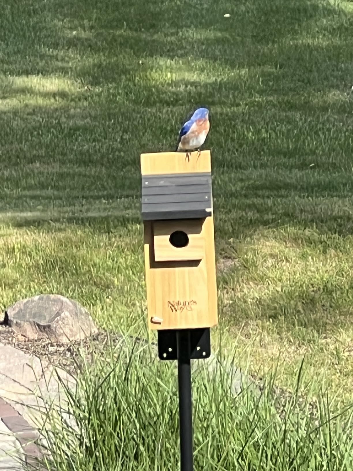 Wild Wings WWCH3 Cedar Blue Bird Box House customer photo 2