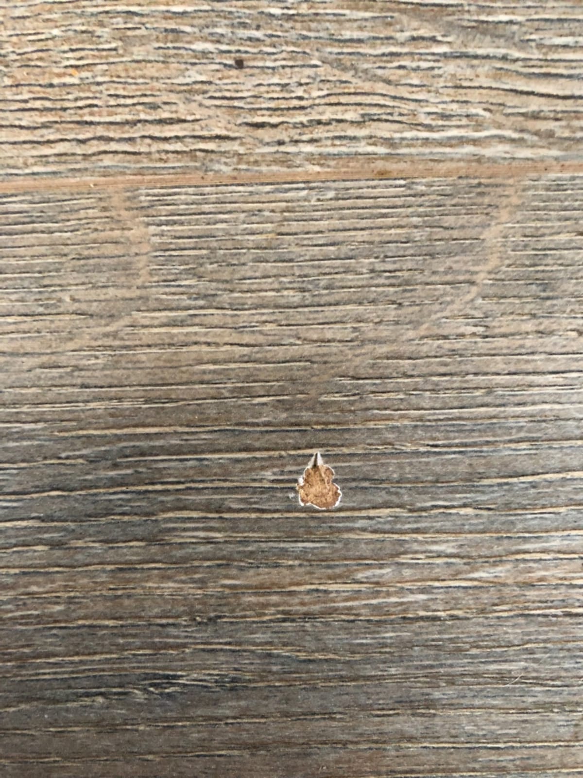 Swiss Krono Summer Oak Laminate Flooring 8mm (22.93 sq. ft./case) Made in Germany European Quality customer photo 2