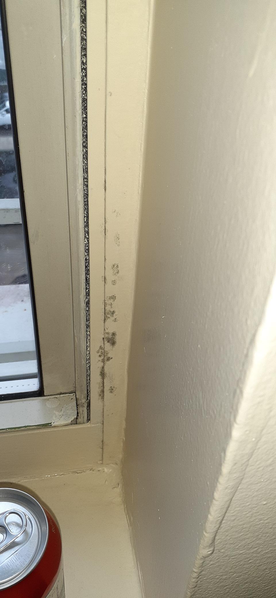 Paint-Guard Mold and Mildew Defense Paint Additive (1 Gallon Treatment) customer photo 1
