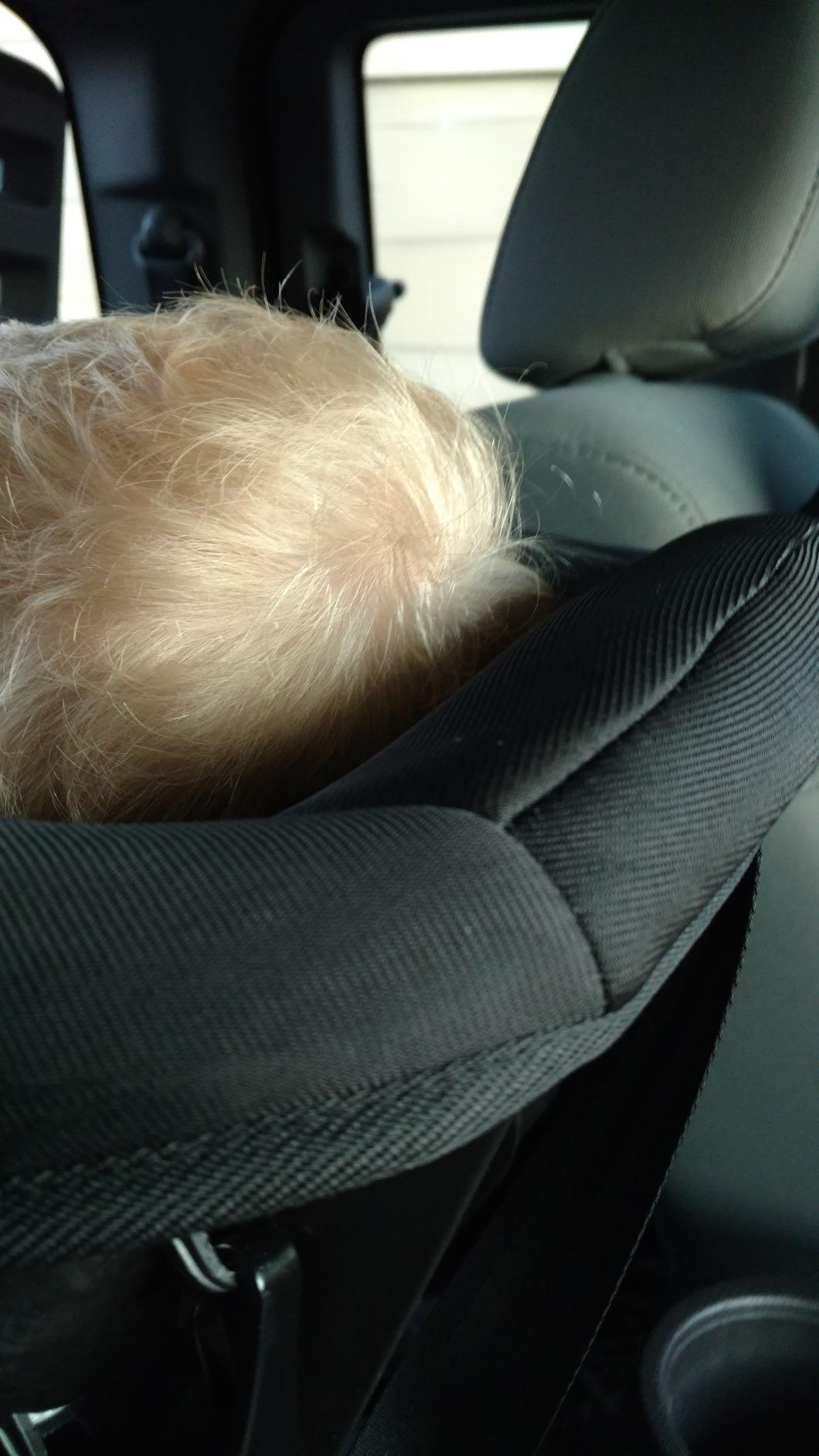 Evenflo Tribute LX Convertible Car Seat, Venus customer photo 1
