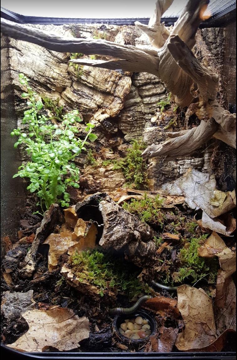 Jelinek Cork Natural Bark Wall Tile 12 x 12 Inch customer photo 2