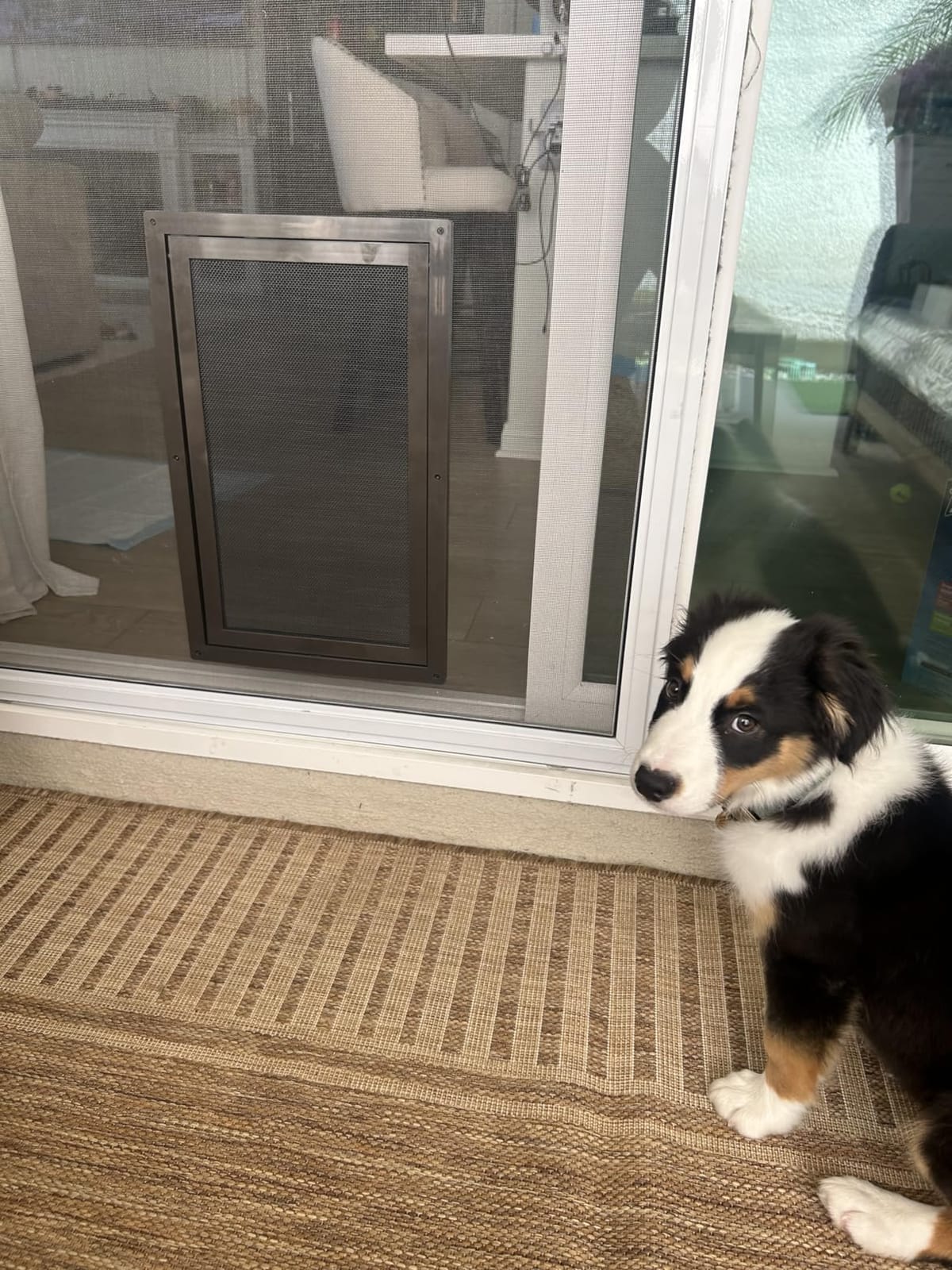 PetSafe Screen Door for Dogs & Cats, Up to 100 lb, Large customer photo 2