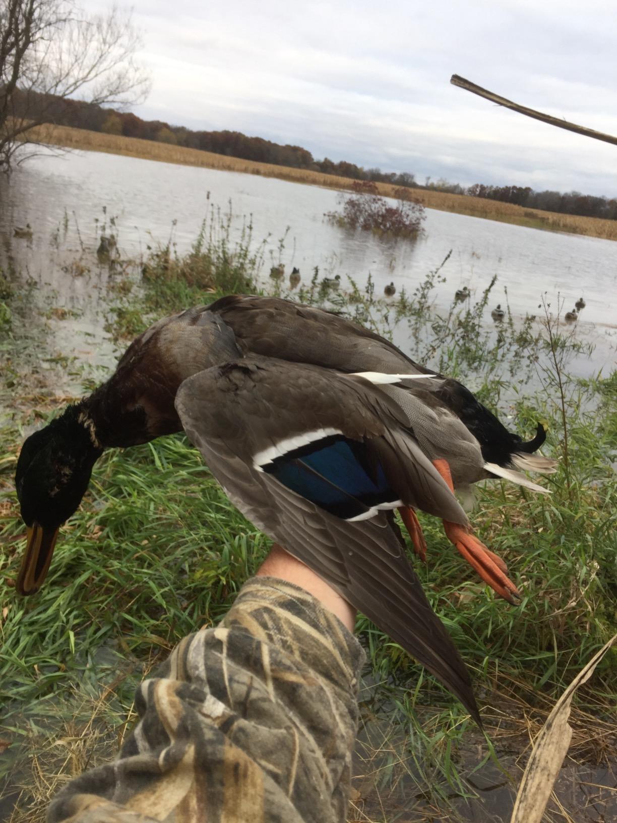 Avery GHG Essential Mallard Duck Decpus - 12 Pack | Realistic Durable Floating Waterfowl Hunting Set with Weighted Self-Righting Keels, 6 Drake & 6 Hen Floaters, 12-Pack (70010) customer photo 1