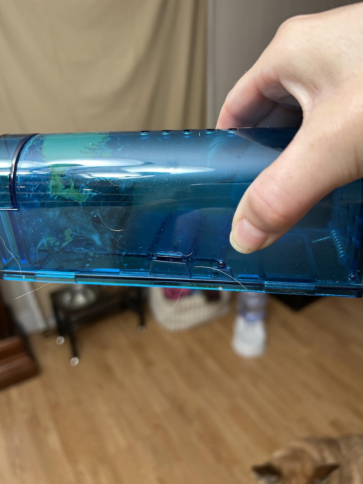 Humane Mouse Trap Reusable! [2-Pack] - Catch and Release No-Kill Rodent Traps for Indoors & Outdoors - Safe for Children & Pets - Reusable Mouse Catcher for Kitchen, Pantry & Garage Blinc (Blue) customer photo 1