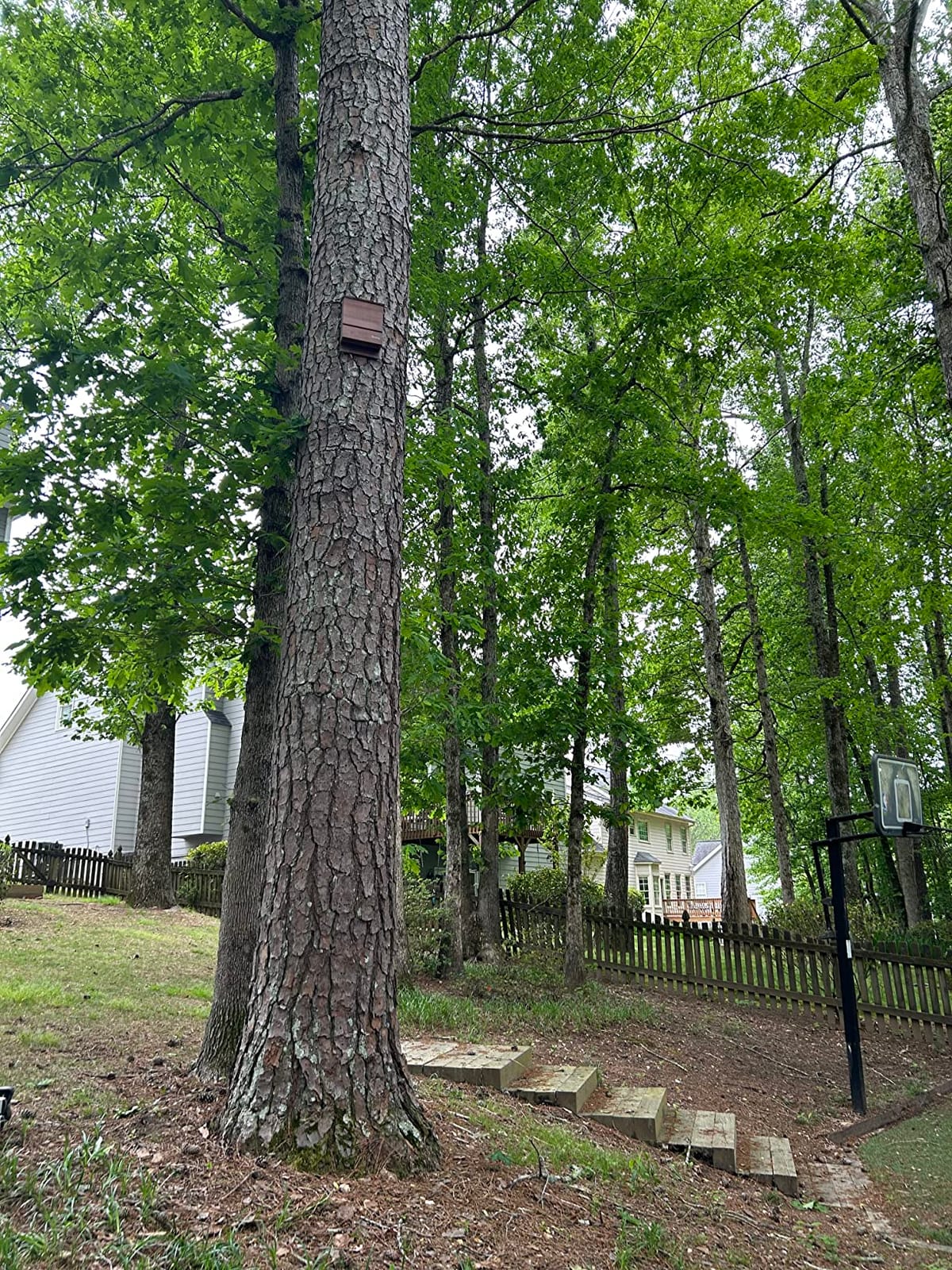 Kenley Bat House - Large Outdoor Bat Box with Triple Chamber - Cedar Wood customer photo 2